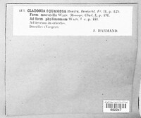 Cladonia squamosa image